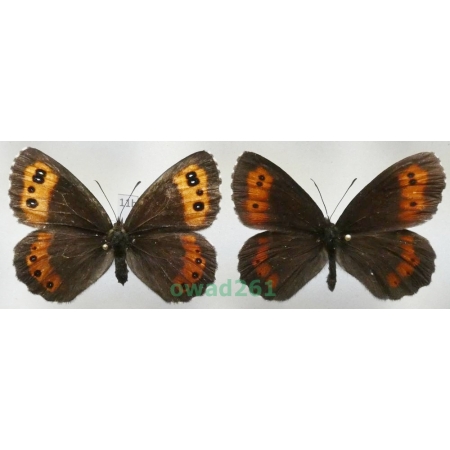 Erebia ligea (Linnaeus, 1758) pair Czech11b